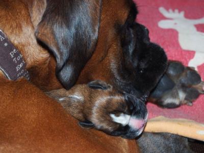 Kuscheln