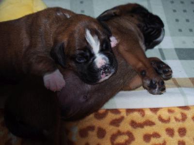 Kuscheln