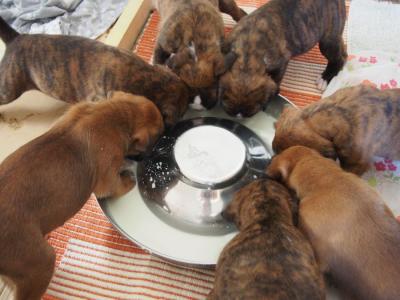 Milch schmeckt nach wie vor