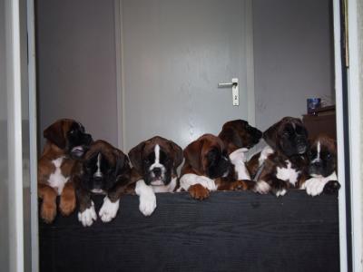 unsere F´chen