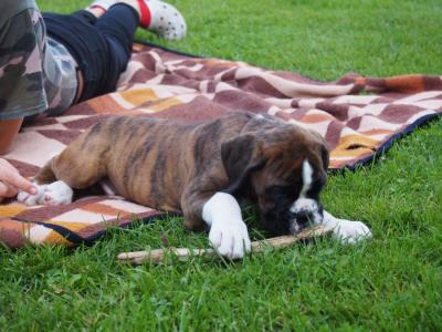 Ferris und der Stock