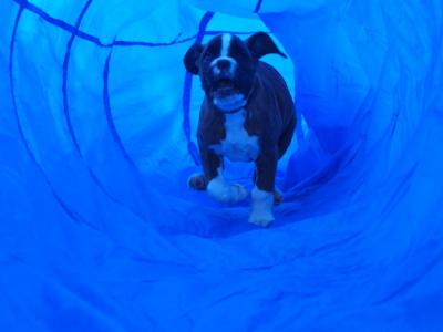 der Tunnel