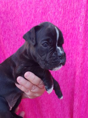 Hündin gestromt sucht noch ihre Familie