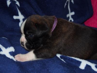Lila
