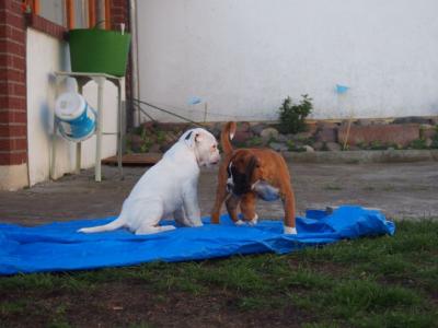 Emil und Elza