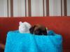 guck mal
