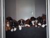 unsere F´chen