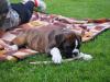 Ferris und der Stock