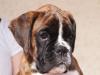 Frieda