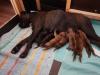 Mutter und Babys