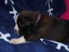Lila