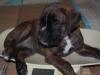 Hector