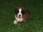 Welpen
