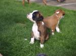 Welpen