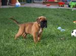 Welpen